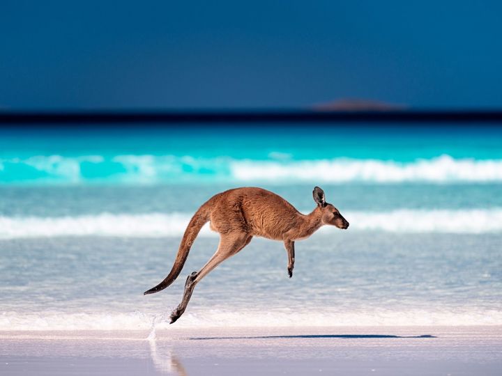 Australian Kangaroo