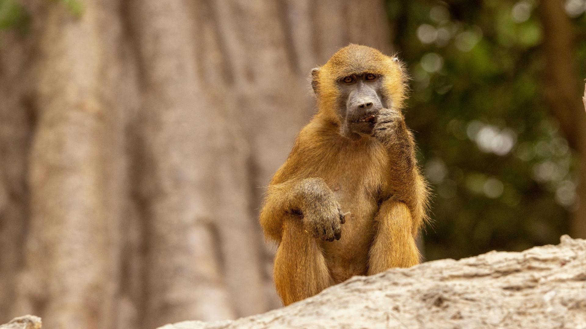 Swan Hellenic Gambia