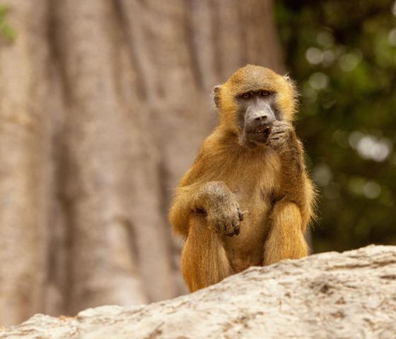 Swan Hellenic - Banjul Gambia