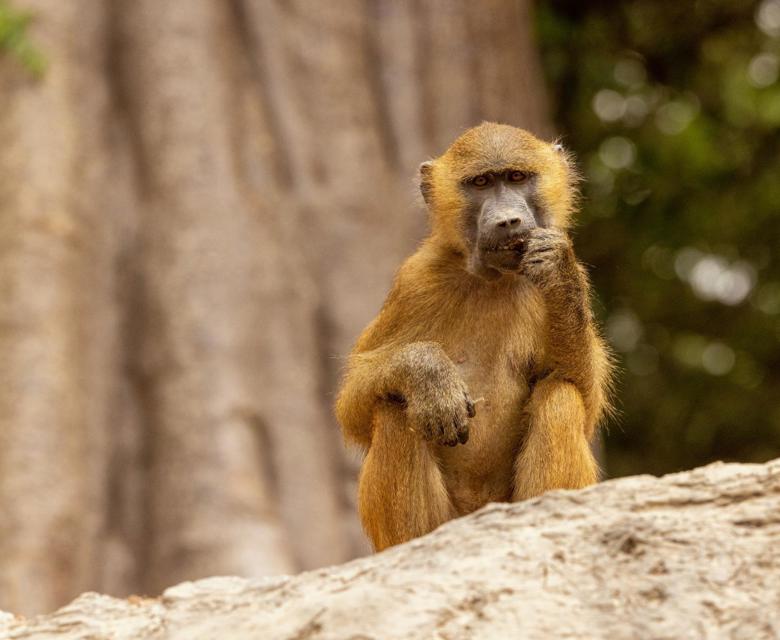 Swan Hellenic Gambia