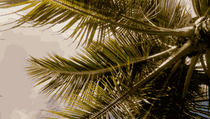 Malamala Island, Fiji