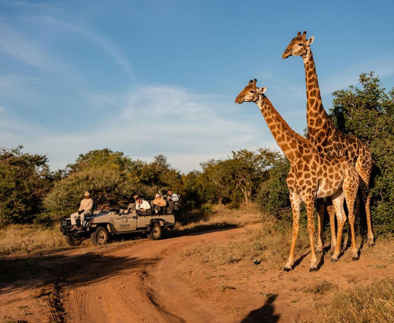 Cape to Kapama - Kapama Wildlife Game Drive
