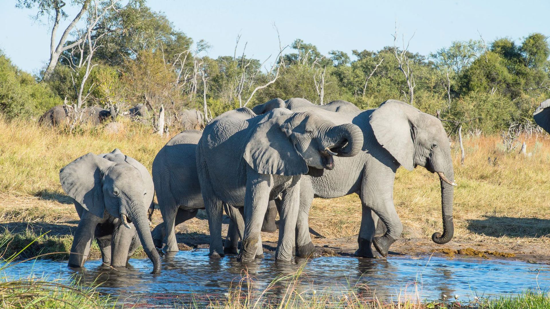 Sunway Botswana Moremi. Image credit: Bruce Taylor
