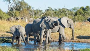 Sunway Botswana Moremi. Image credit: Bruce Taylor