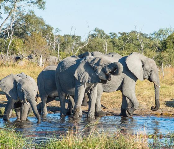 Elephants in Botswana