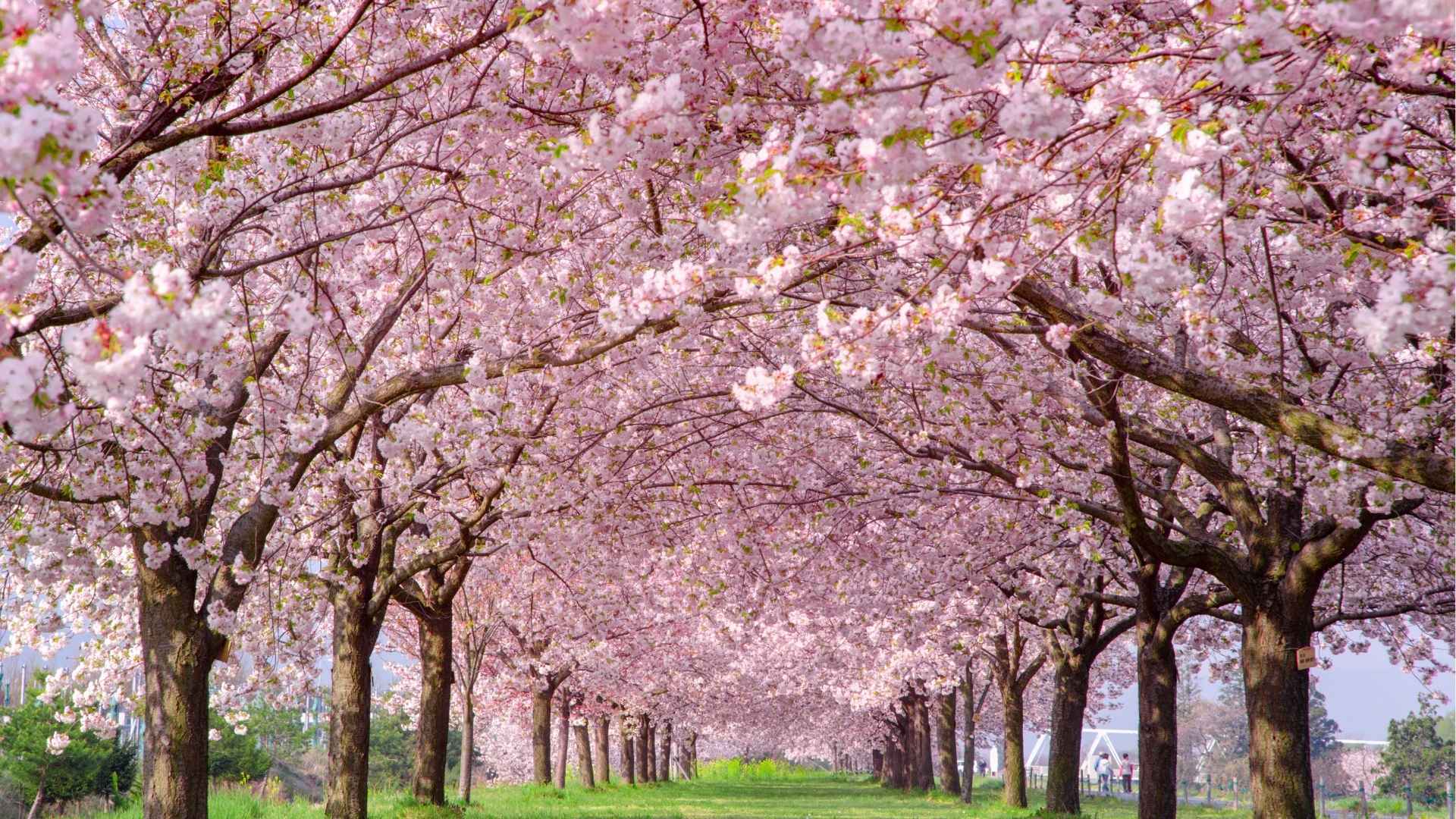 Hakodate, Japan