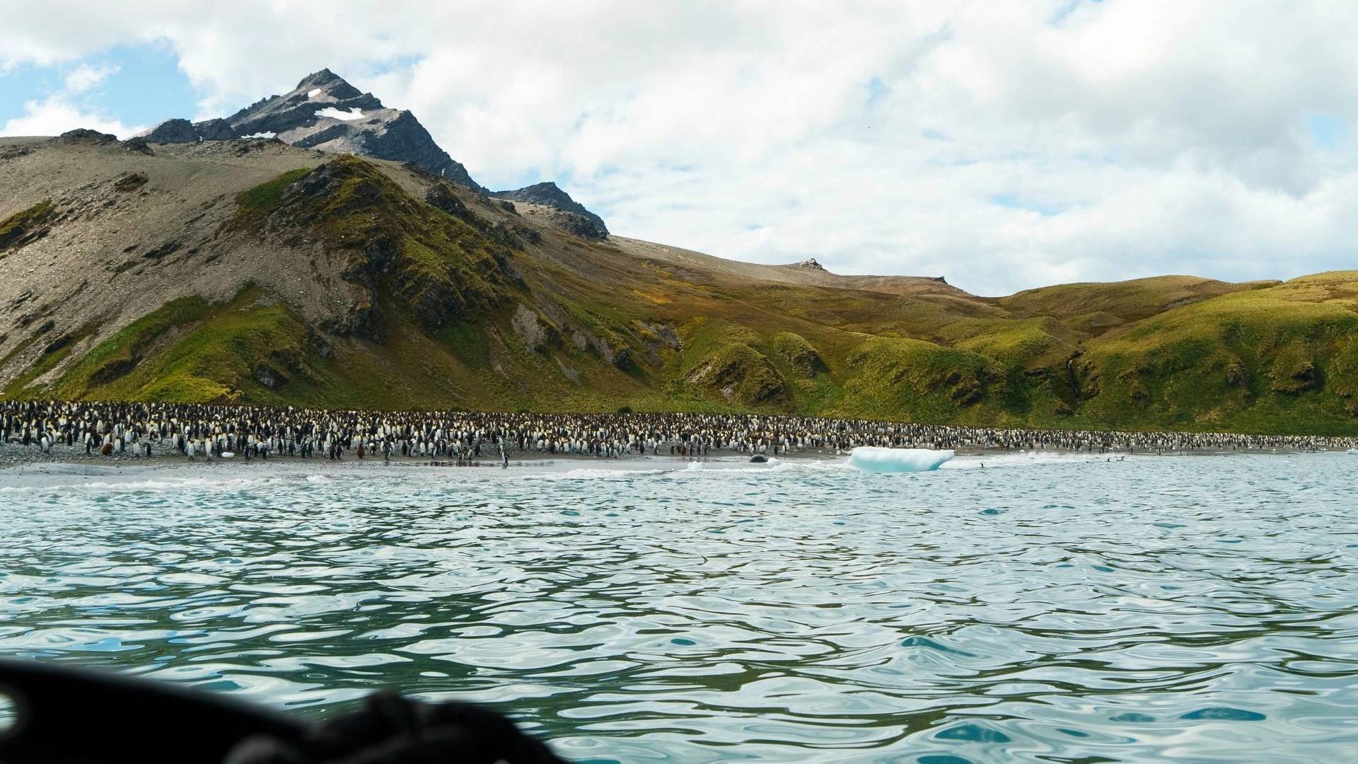 King Penguins, South Georgia