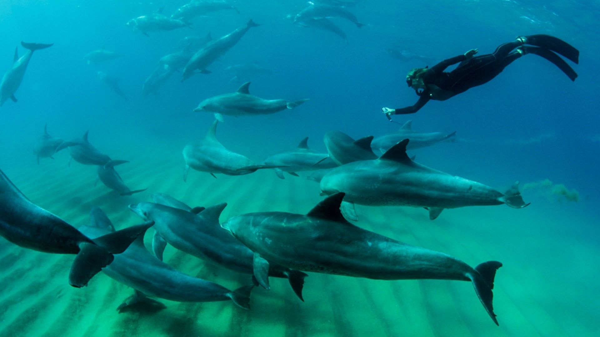 Sunway Mozambique Ponta Dolphin Encounters. 