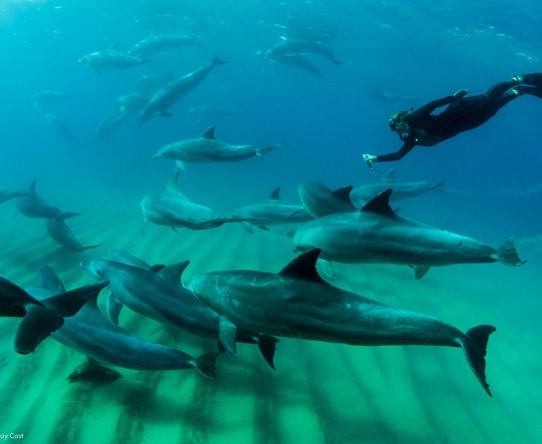 Sunway Mozambique Ponta Dolphin Encounters. 