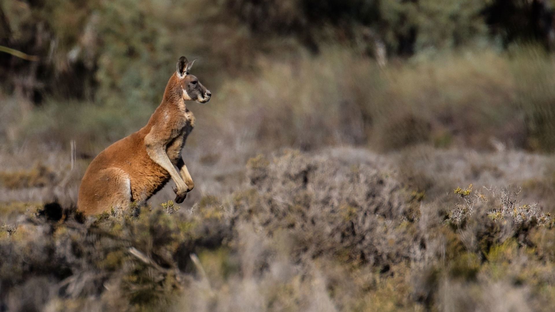 Red Kangaroo 2 CR Murray River Trails