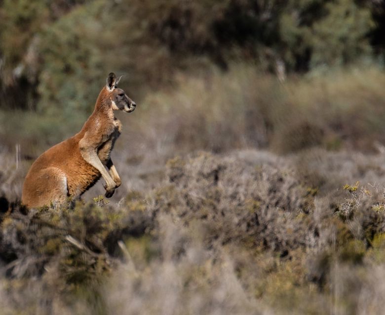 Red Kangaroo 2 CR Murray River Trails