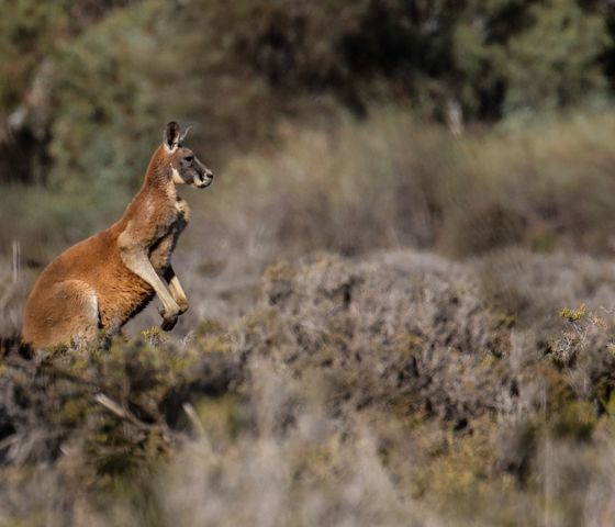 Red Kangaroo 2 CR Murray River Trails