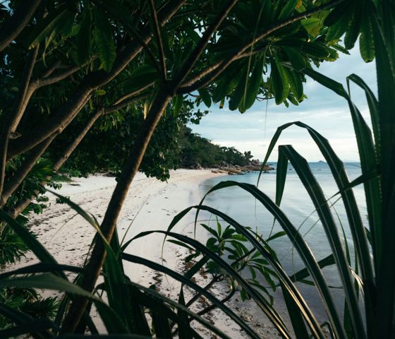 View of a beach standing behind palms