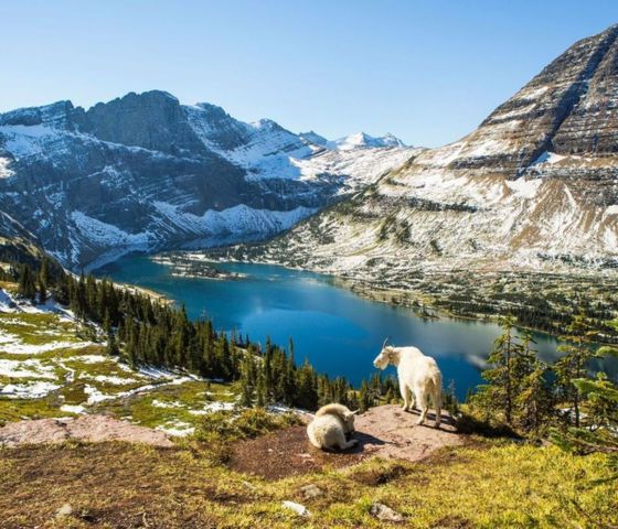 View of goats, mountain and water