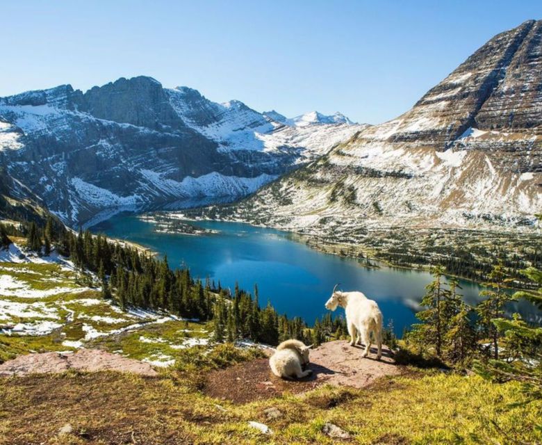 View of goats, mountain and water