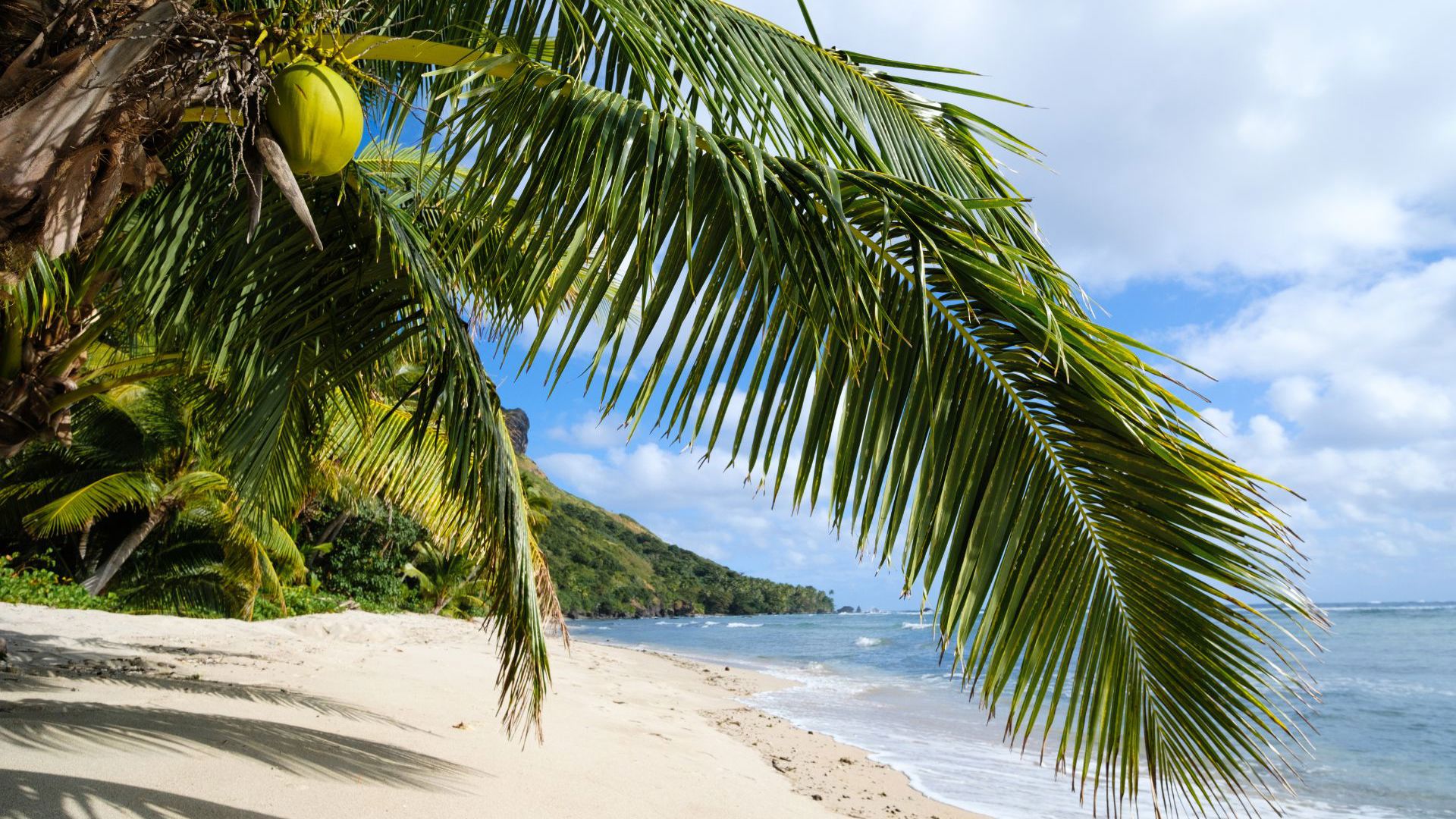 Waya Island Beachfront Coconuts