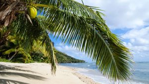 Waya Island Beachfront Coconuts