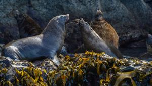 Outback Spirit Bruny Island © Journey Beyond 