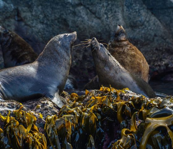 Outback Spirit Bruny Island © Journey Beyond