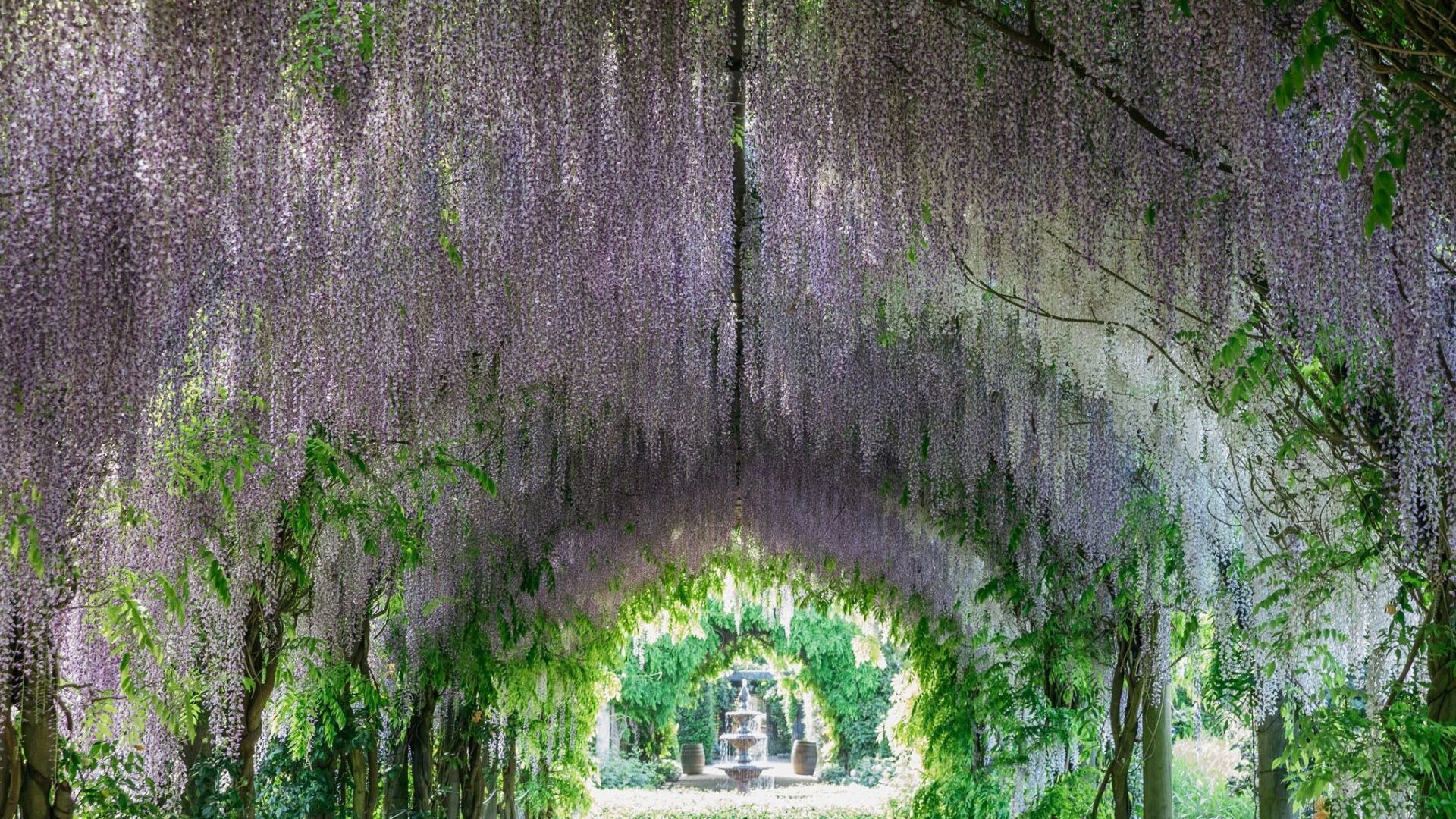 Melbourne Flower Show Tour Wisteria Arbour Archway 