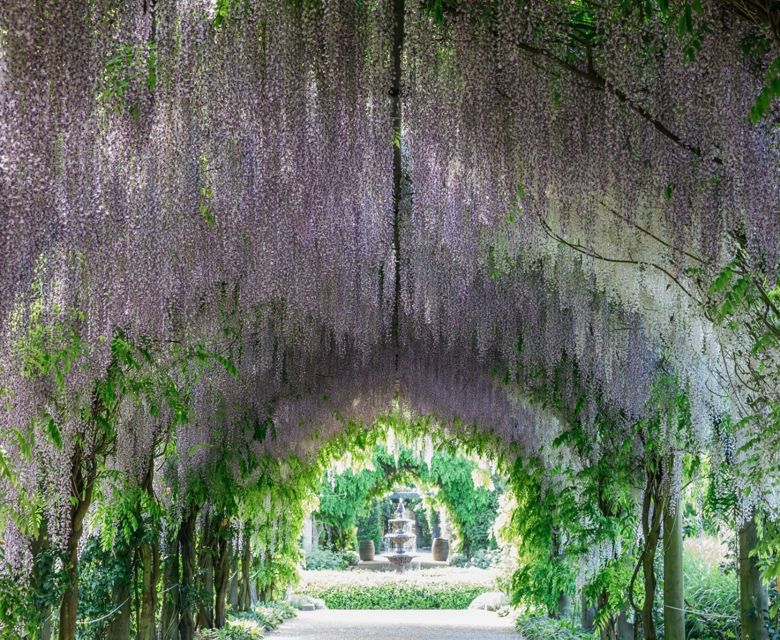 Melbourne Flower Show Tour Wisteria Arbour Archway 