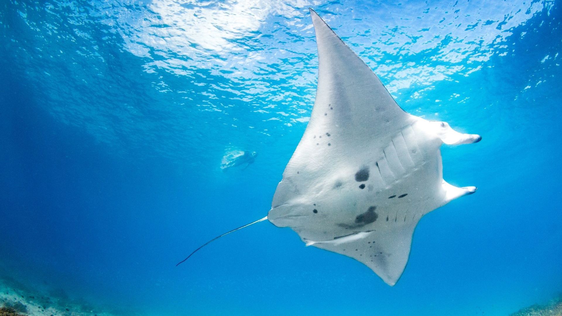 Manta Ray Lighthouse