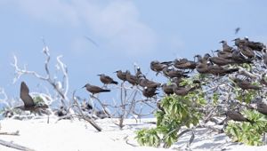 Ashmore Reef flock to Ashmore Reef in Australia