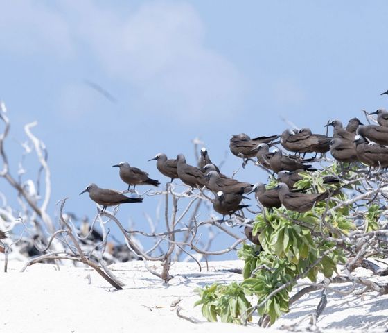 Ashmore Reef flock to Ashmore Reef in Australia
