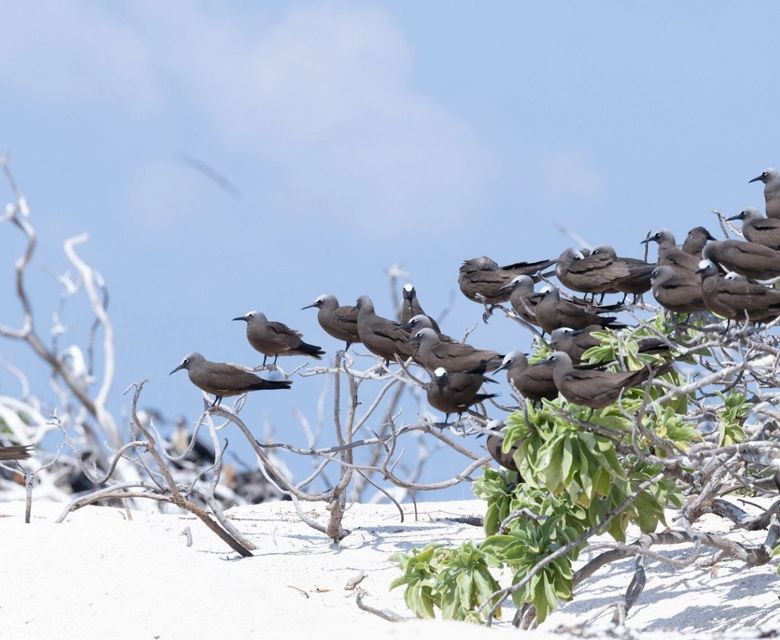 Ashmore Reef flock to Ashmore Reef in Australia