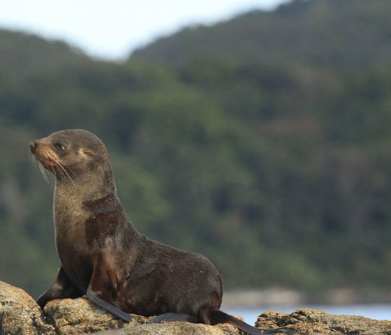 Ponant Seal, Dusky Sound, NZ