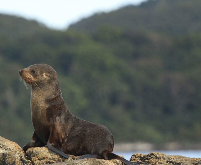 Ponant Seal, Dusky Sound, NZ