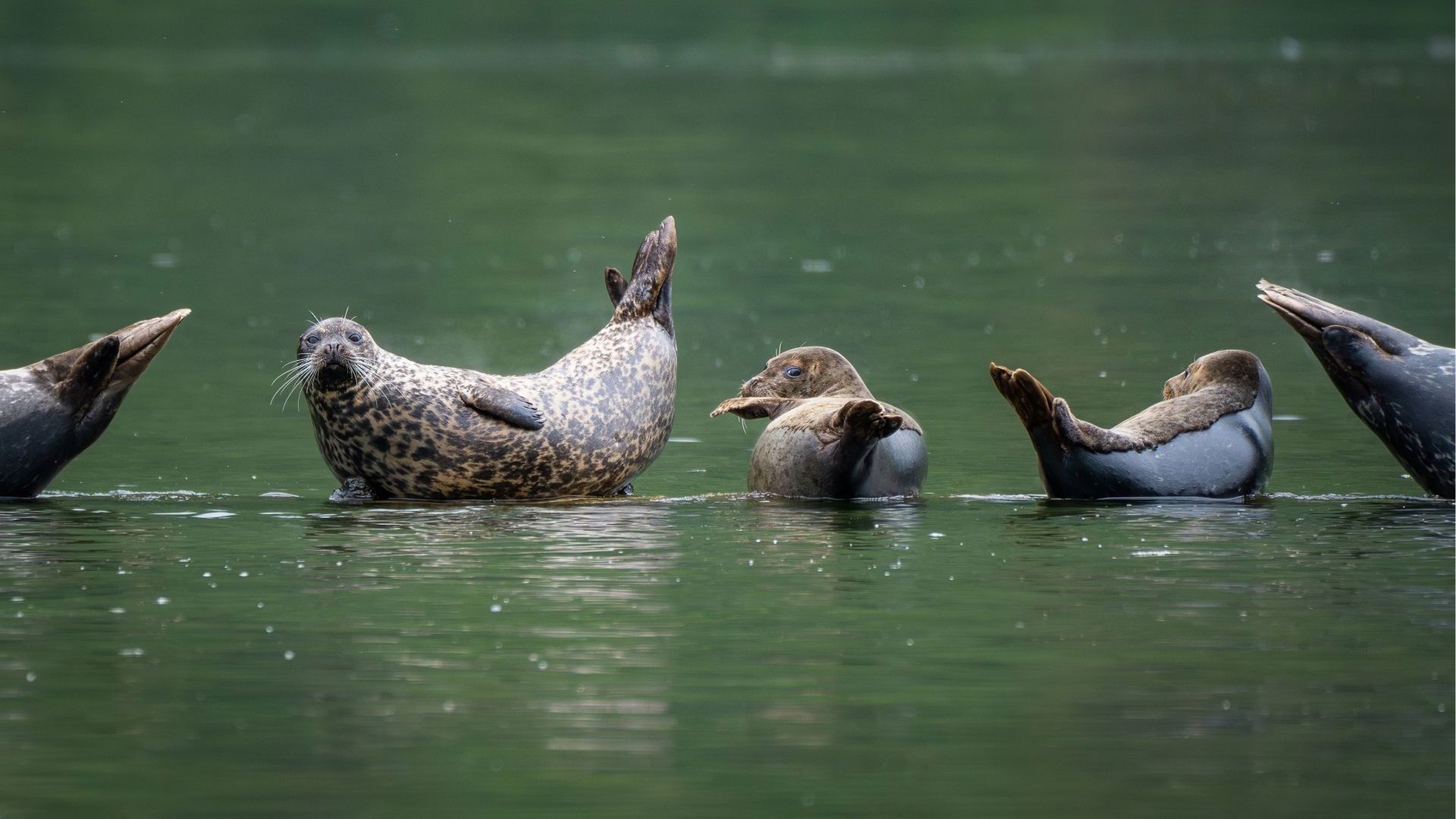 Misty Fjords Harbor Seal