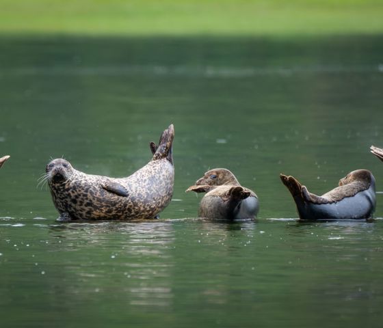 Mistyfjords Harborseal