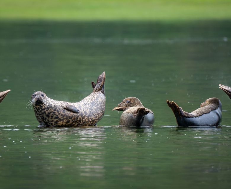 Mistyfjords Harborseal