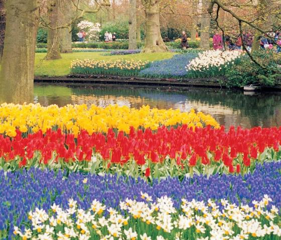 Multicolored terry open tulips with leaves on the background of the bridge over the canal in Keukenhof, South Holland, Netherlands.