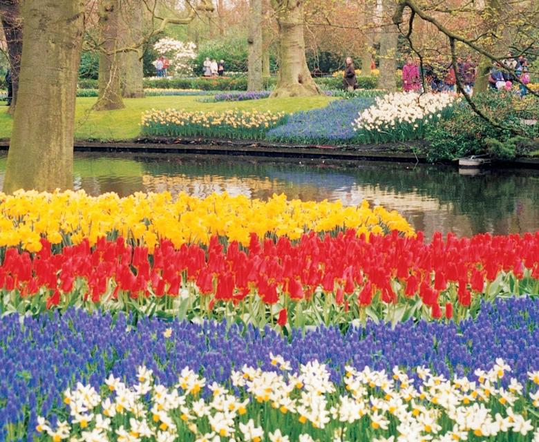 Multicolored terry open tulips with leaves on the background of the bridge over the canal in Keukenhof, South Holland, Netherlands.
