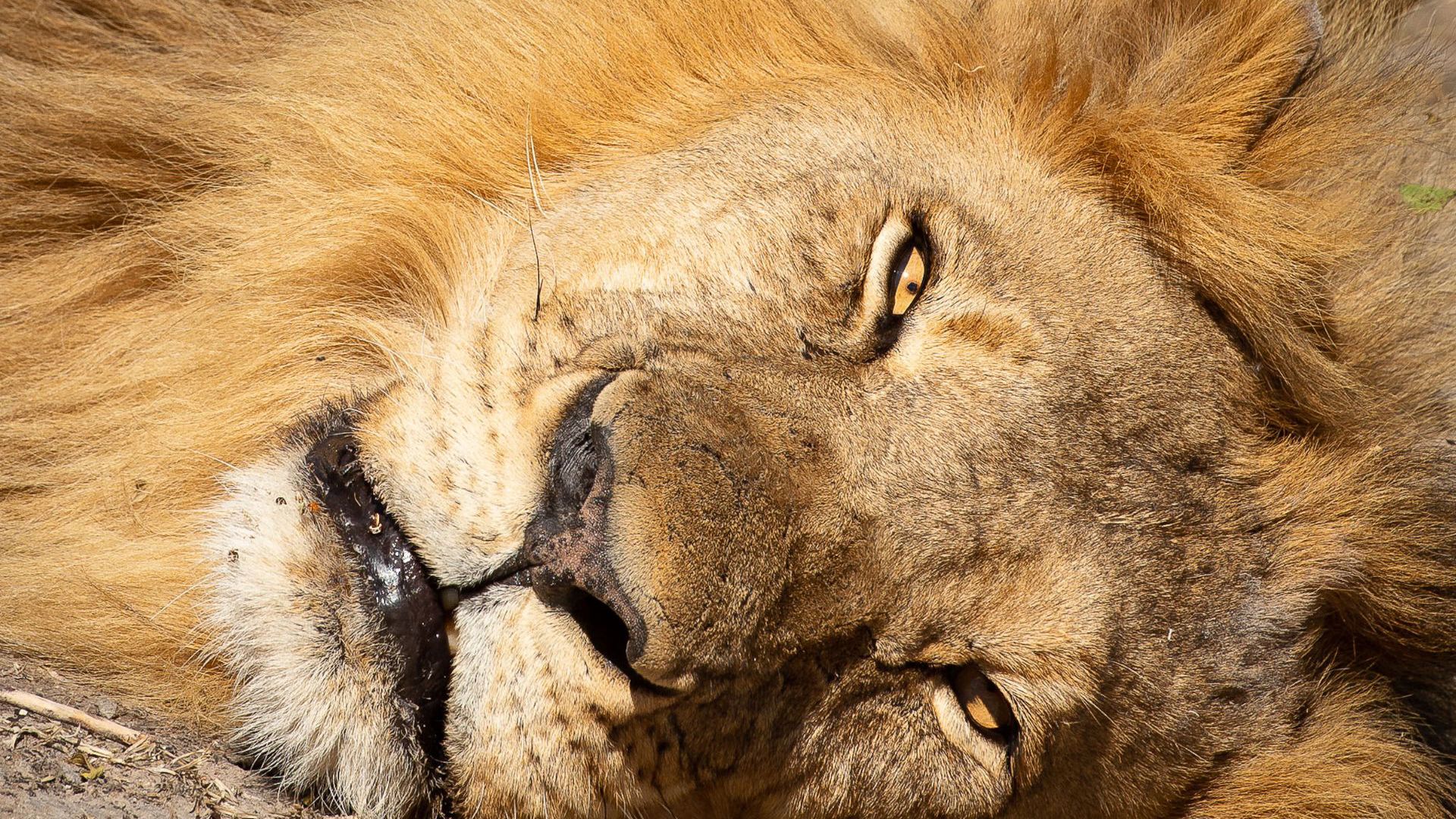 Sunway Zimbabwe Hwange NP Bruce Taylor-0693