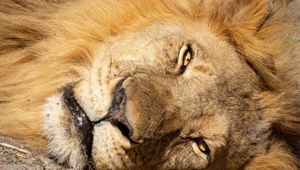 Sunway Zimbabwe Hwange NP Bruce Taylor-0693