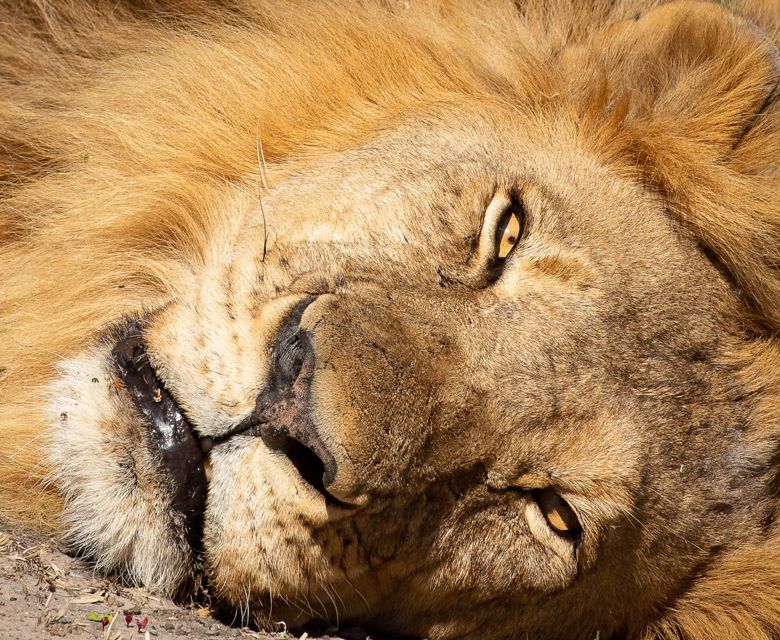 Sunway Zimbabwe Hwange NP Bruce Taylor-0693