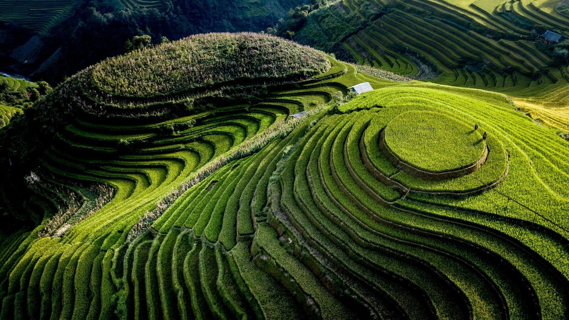 Beautiful Vietnam Rice Fields