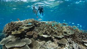 Coral Gardens