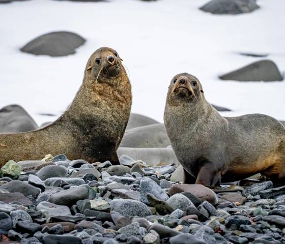 Antarctica Edinburgh Rock Zodiac