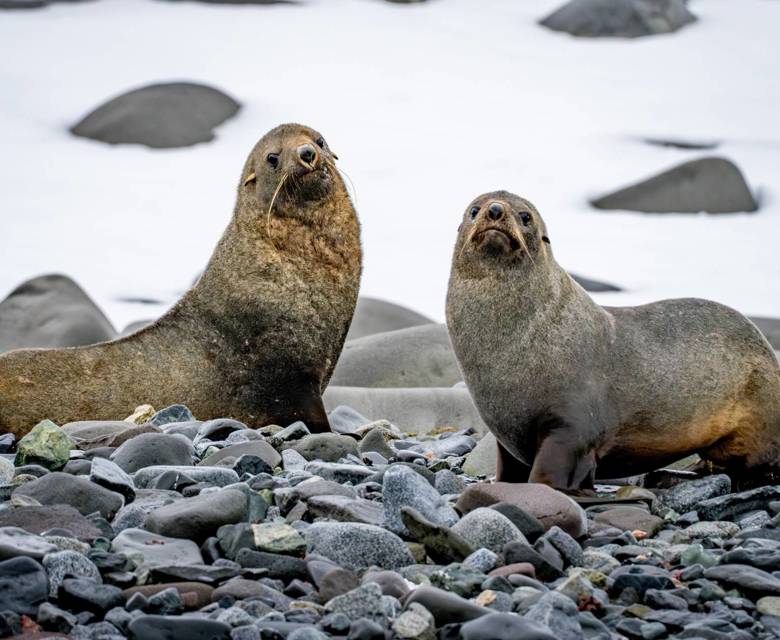 Antarctica Edinburgh Rock Zodiac