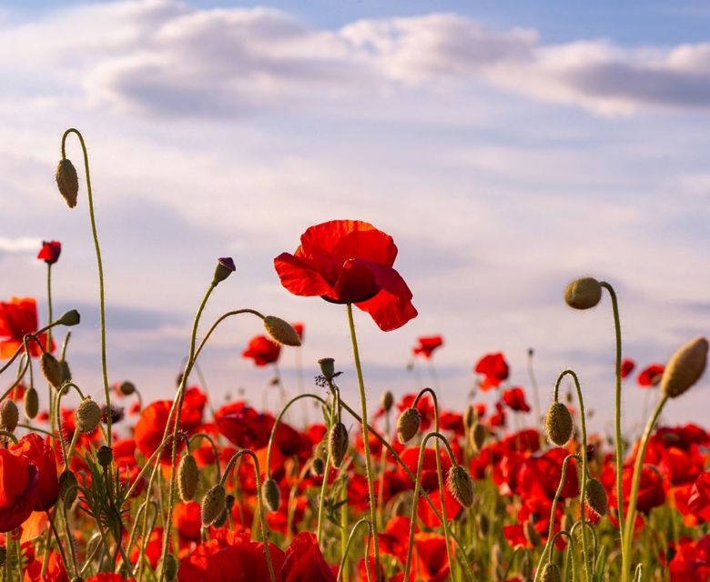 ANZAC Day Poppy Field