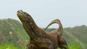 Komodo Dragon