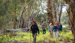River Red Gums 01 CR Murray River Trails
