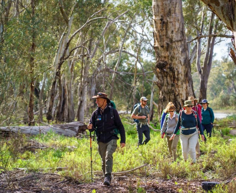 River Red Gums 01 CR Murray River Trails