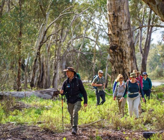 River Red Gums 01 CR Murray River Trails
