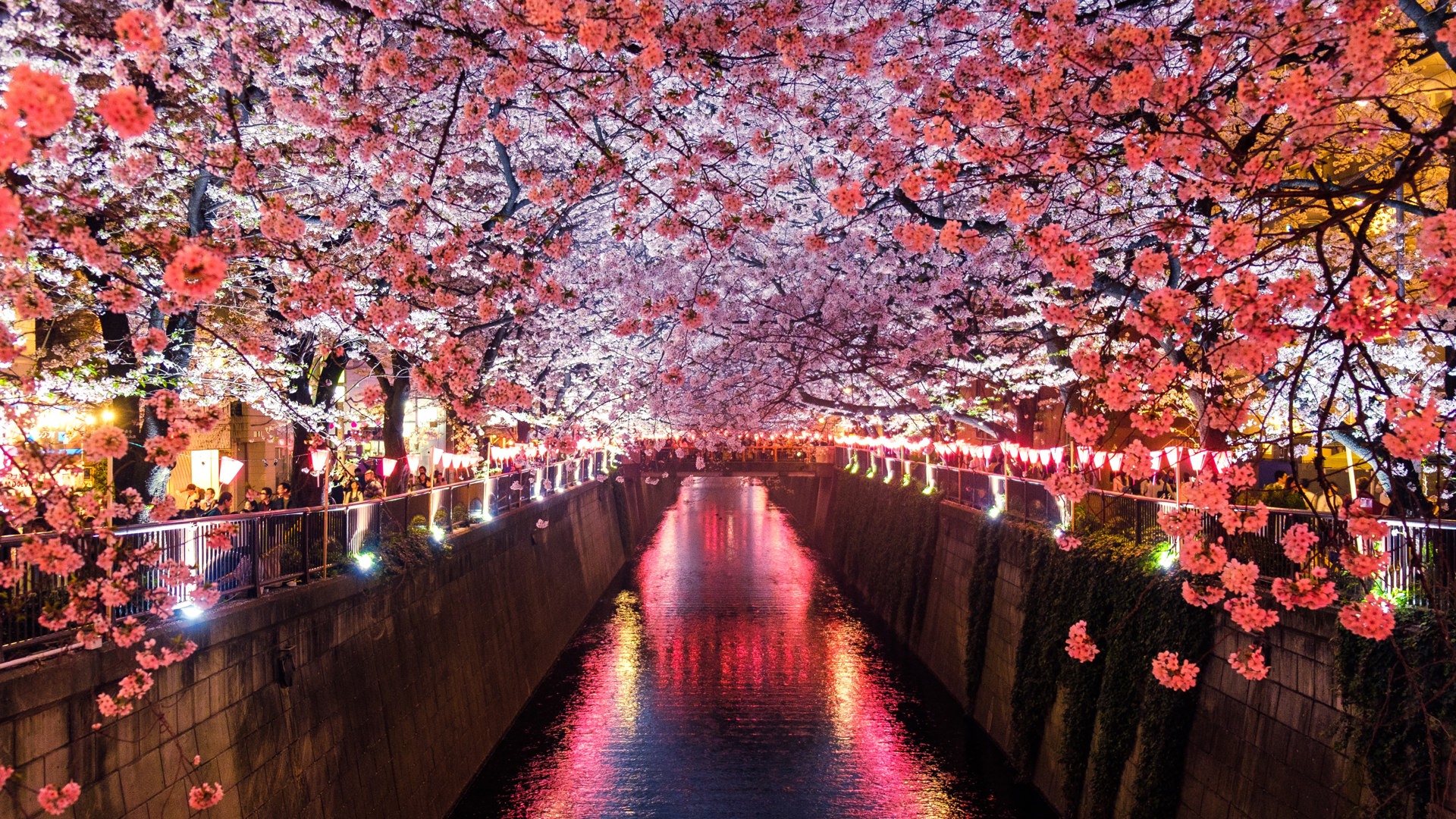 Cherry blossoms in Japan