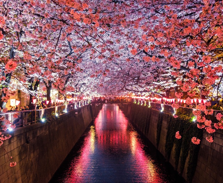 Cherry blossoms in Japan